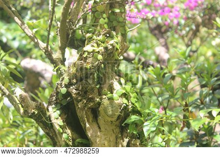 Bonsai Of Beautiful Shaved Flowers Or Asper Streblus With Blurred Background
