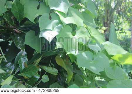 Menispermum Canadense Or Canadian Moonseed Leaves Are Evergreen Vines Suitable For Decorative Wallpa