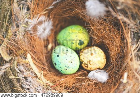 Bird Nest On Tree Branch With Three Eggs Inside, Bird Eggs On Birds Nest And Feather In Summer Fores