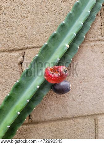 Ripe Red And Violet Fruit Of Cereus Cactus Attached To Deep Green Thornless Ribs (focus On A Red Fru
