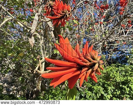 Beautiful Red Flowers Of Exotic Erythrina Tree, Or Coral Tree (lat. - Erythrina)