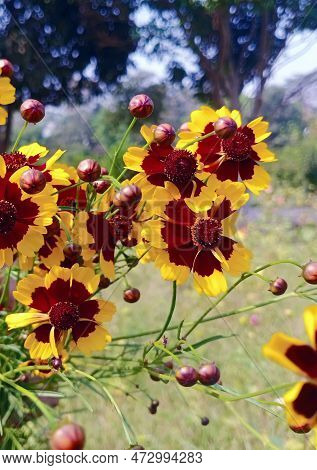 Coreopsis Is A Genus Of Flowering Plants That Belong To The Asteraceae Family, Which Is Commonly Kno
