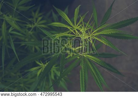 Green Weed Marijuana Tree Cannabis Plant Narcotic Herbal In Cbc Greenhouse. Hemp Leaf Made Cannabis
