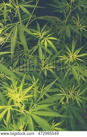 Vertical Green Weed Marijuana Tree Cannabis Plant Narcotic Herbal In Cbc Greenhouse. Hemp Leaf Made 