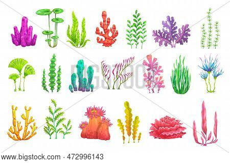 Cartoon Underwater Seaweed Plants. Aquarium And Sea Algae. Coral Reef Vector Wildlife Nature Biodive