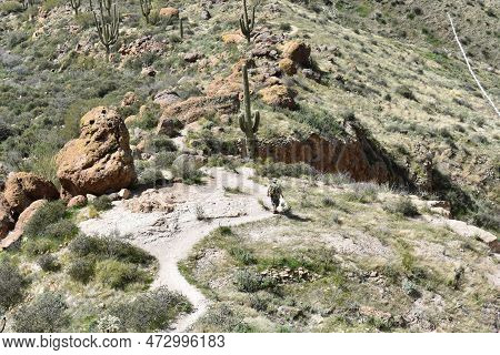Spring In The Superstition Mountains, Hiker Descending Picketpost