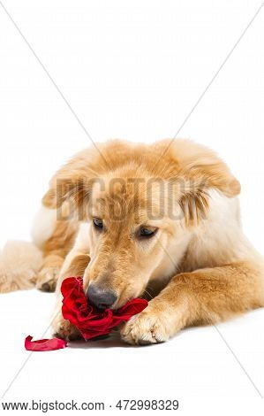 Isolated Blond Hovawart Puppy. Studio Shot Of A Cute Hovawart Puppy. Golden Retriever Puppy