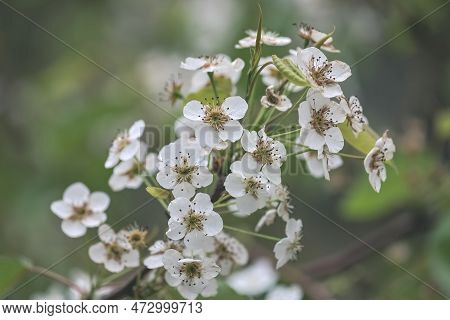 A Sand Pear Or Pyrus Pyrifolia Flowers. Beautiful White Flowers Bloom