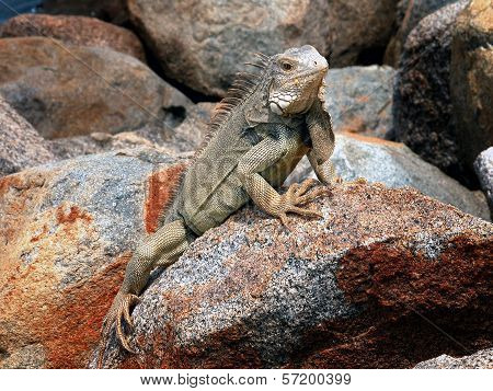 Iguana,reptile