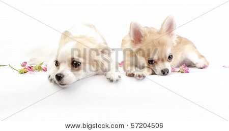 two dreamy chihuahua dogs