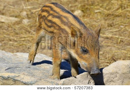 wild boar