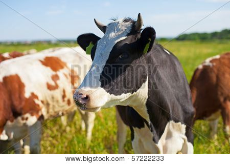 Cows