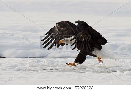 Bald Eagle ( Haliaeetus Leucocephalus ) Walk On The Snow