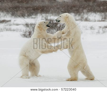 Two Polar Bears Play Fighting.