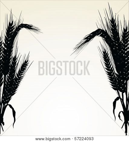 vector background with gold ears of wheat