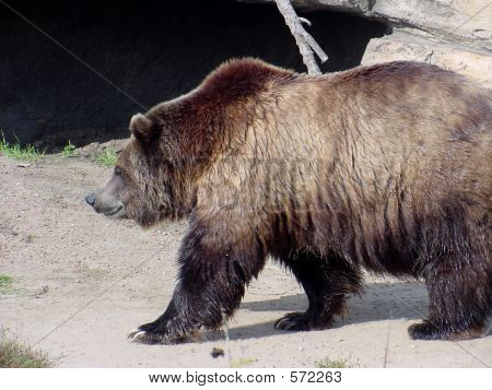 Medvěd grizzly