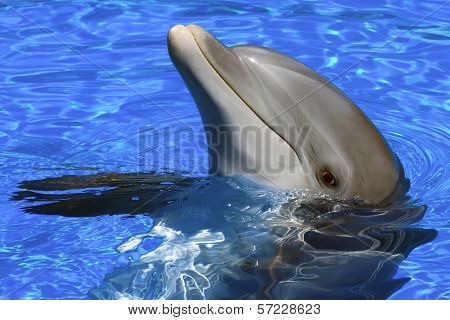 Dolphin