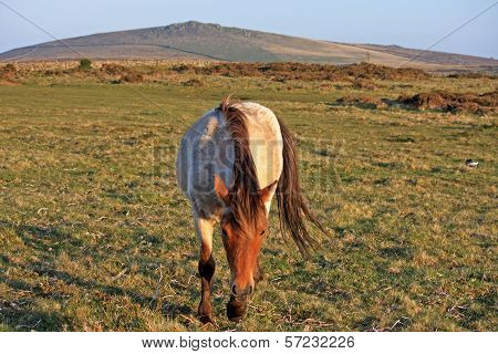 Dartmoor Pony
