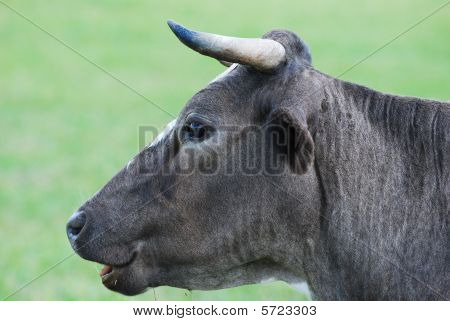 Uma vaca no pasto com nublado céu azul ao fundo