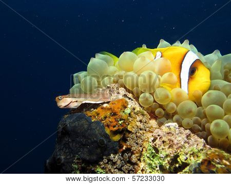 Anemonefish and blenny
