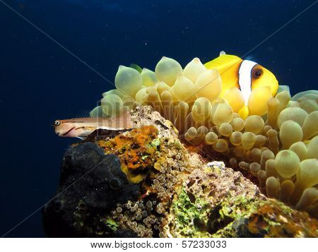 Anemonefish and blenny