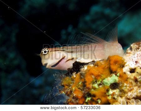 Red Sea combtooth blenny