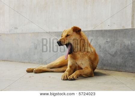 Hund gaben