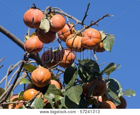 Date Plum Or Persimmon