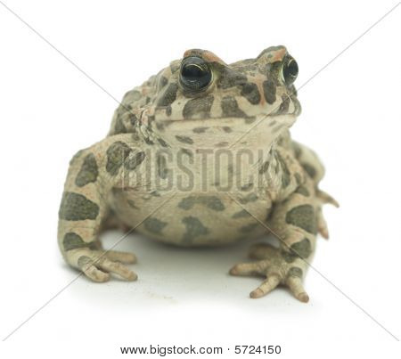 Sapo grande (Bufonidae) sobre fondo blanco