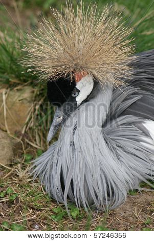 Grey-crowned Crane - Balearica Regulorum