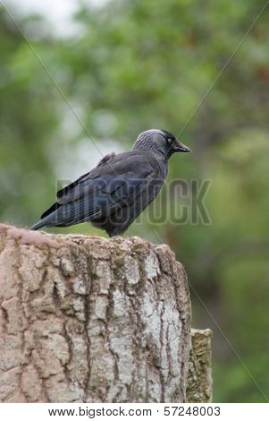 Jackdaw - Corvus Monedula
