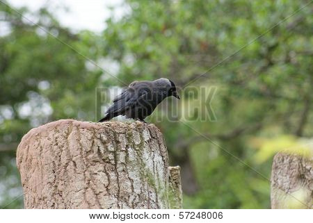 Jackdaw - Corvus Monedula
