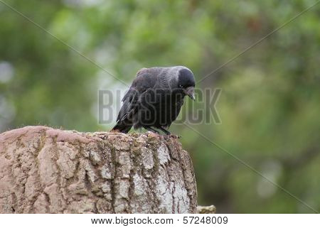 Jackdaw - Corvus Monedula