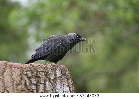 Jackdaw - Corvus Monedula