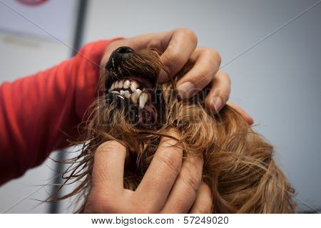 Veterinarian Examining A Dog's Teeth