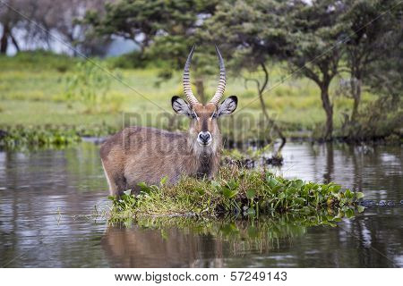 Water Buck at the Naivasha Lake in Kenya