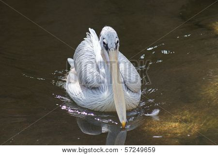 Dalmatian Pelican - Pelecanus Crispus