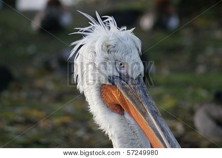 Dalmatian Pelican - Pelecanus Crispus