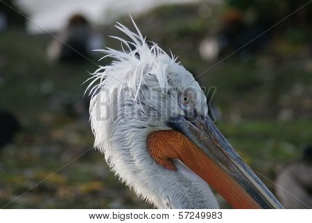 Dalmatian Pelican - Pelecanus Crispus