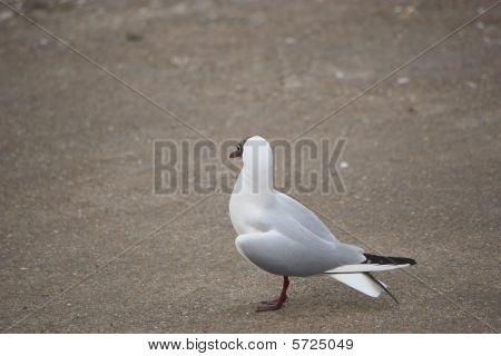 Sea gull