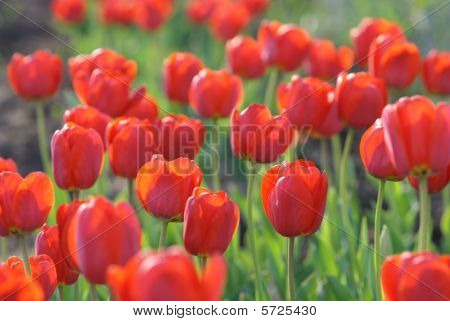 Tulipani rossi