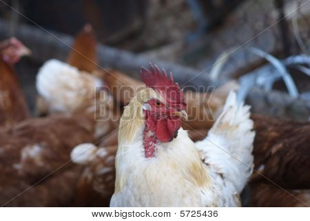 gallo bianco