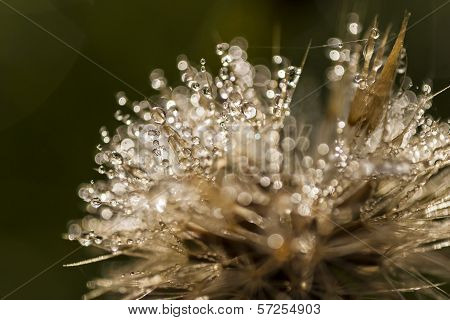 Dew
