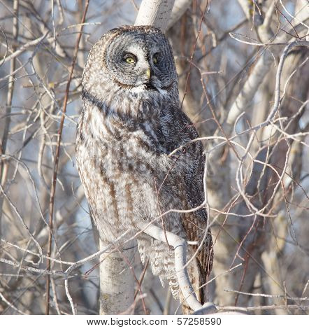 gray owl
