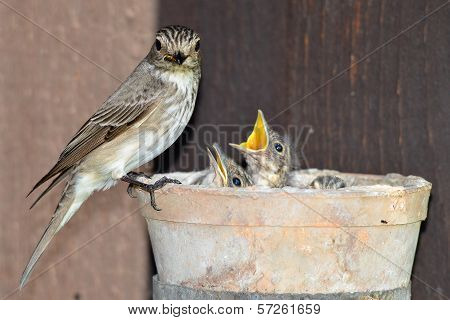 tree pipit,birds