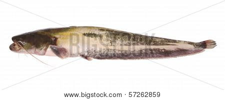 Catfish On White (clipping Path)