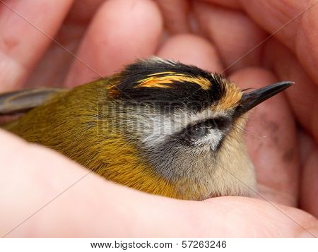 Firecrest