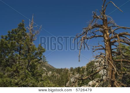Treetops San Jacinto State Park