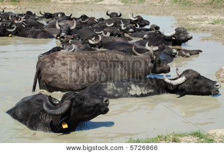 Búfalos de água chafurdar na lama, Hungria