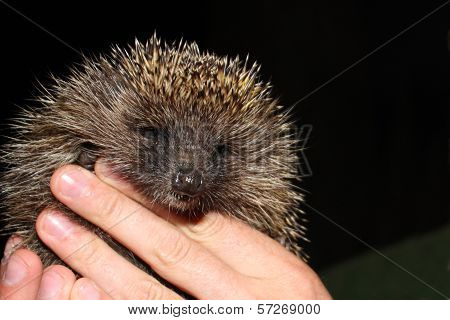 The Young Tame Hedgehog Is In Hand